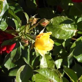 Golden Angel Patio Rose (Rosa Golden Angel) 2